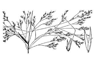 <i>Agrostis retrofracta</i> Willd.
