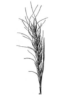 <i>Elymus trachycaulus</i> (Link) Gould ex Shinners ssp. bakeri (E.E. Nelson) Á. Löve