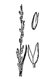 <i>Agrostis blasdalei</i> Hitchc. var. marinensis Crampton
