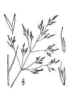 <i>Agrostis borealis</i> Hartm. var. paludosa (Scribn.) Fernald