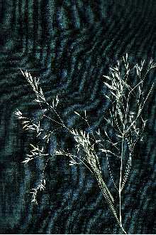 <i>Agrostis idahoensis</i> Nash var. bakeri (Rydb.) W.A. Weber