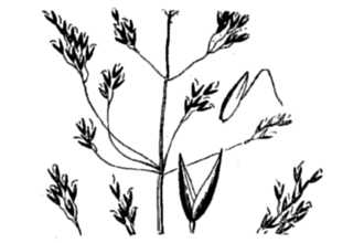 <i>Agrostis borealis</i> Hartm. var. paludosa (Scribn.) Fernald