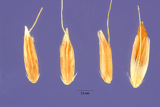 <i>Agrostis borealis</i> Hartm.