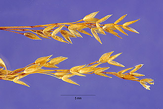 <i>Agrostis blasdalei</i> Hitchc. var. marinensis Crampton