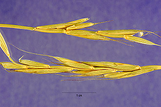 Bearded Wheatgrass