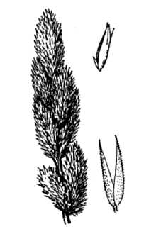 <i>Agrostis glomerata</i> auct. non (J. Presl) Kunth
