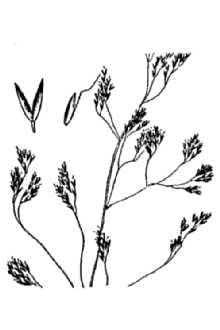 <i>Agrostis canina</i> L. var. varians (Thuill.) Ducomm.