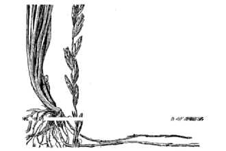 <i>Elymus lanceolatus</i> (Scribn. & J.G. Sm.) Gould var. riparius (Scribn. & J.G. Sm.) Do