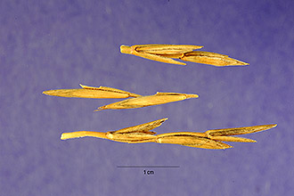Thickspike Wheatgrass