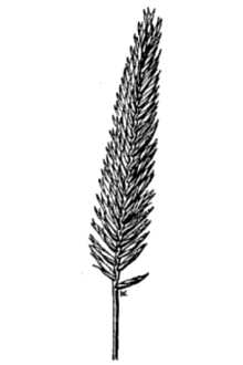 <i>Agropyron cristatum</i> (L.) Gaertn. ssp. desertorum (Fisch. ex Link) Á. Löve