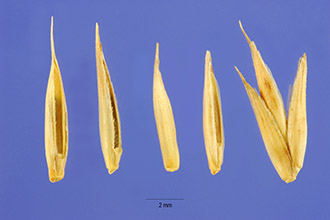 <i>Agropyron cristatum</i> (L.) Gaertn. var. desertorum (Fisch. ex Link) Dorn