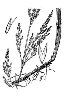 <i>Agrostis lepida</i> Hitchc.