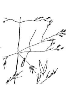 <i>Agrostis exigua</i> Thurb.