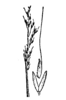 <i>Agrostis exigua</i> Thurb.