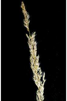 <i>Agrostis exarata</i> Trin. var. purpurascens Hultén
