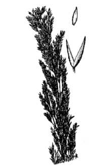 <i>Agrostis exarata</i> Trin. ssp. minor (Hook.) C.L. Hitchc.