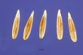 <i>Agrostis exarata</i> Trin. var. monolepis (Torr.) Hitchc.