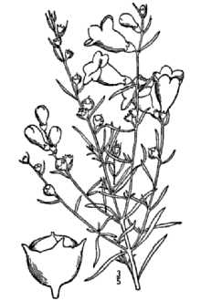 <i>Agalinis fasciculata</i> (Elliott) Raf. var. peninsularis Pennell