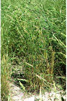 <i>Agropyron fragile</i> (Roth) P. Candargy var. sibiricum (Willd.) Tzvelev