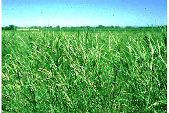Siberian Wheatgrass