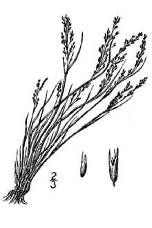 <i>Agrostis scabra</i> Willd. ssp. septentrionalis (Fernald) Á. Löve & D. Löve