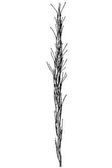 <i>Agropyron dasystachyum</i> (Hook.) Scribn. & J.G. Sm. ssp. albicans (Scribn. & J.G. Sm.) D.