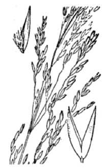 <i>Agrostis hallii</i> Vasey var. pringlei (Scribn.) Hitchc.