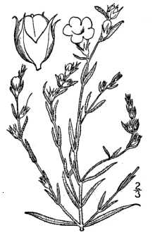 <i>Gerardia heterophylla</i> Nutt.