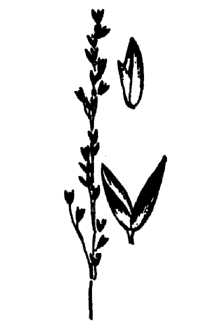 <i>Agrostis thurberiana</i> Hitchc.