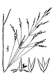 <i>Agrostis antecedens</i> E.P. Bicknell
