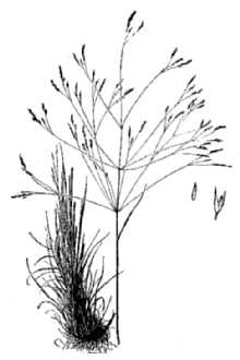 <i>Agrostis antecedens</i> E.P. Bicknell