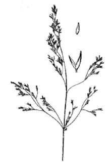 <i>Agrostis borealis</i> Hartm. var. recta (Hartm.) B. Boivin