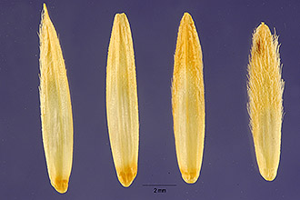 <i>Thinopyrum intermedium</i> (Host) Barkworth & D.R. Dewey ssp. barbulatum (Schur) Barkworth