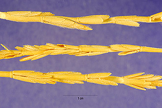 <i>Thinopyrum intermedium</i> (Host) Barkworth & D.R. Dewey ssp. barbulatum (Schur) Barkworth