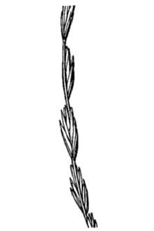 <i>Agropyron spicatum</i> Pursh var. inerme (Scribn. & J.G. Sm.) A. Heller