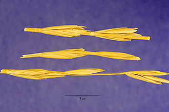 Beardless Wheatgrass