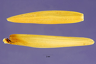<i>Agropyron junceum</i> (L.) P. Beauv. p.p.