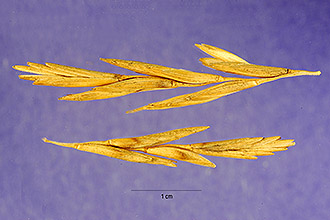 <i>Agropyron junceum</i> (L.) P. Beauv. p.p.