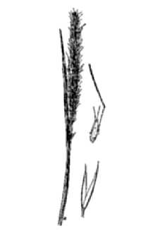<i>Agrostis tandilensis</i> (Kuntze) Parodi