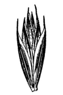 <i>Agropyron trachycaulum</i> (Link) Malte ex H.F. Lewis var. latiglume (Scribn. & J.G. Sm.) B