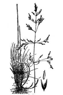 <i>Agrostis pallens</i> Trin. var. vaseyi H. St. John