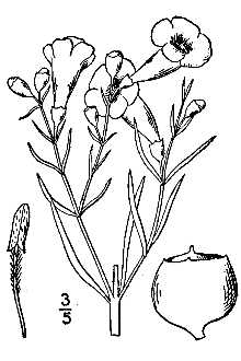 <i>Gerardia linifolia</i> Nutt.