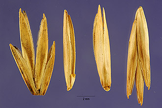 <i>Agropyron pungens</i> auct. non (Pers.) Roem. & Schult.