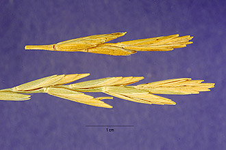 <i>Elytrigia pycnanthes</i> (Godr.) Á. Löve, orth. var.