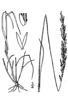 <i>Agrostis maritima</i> Lam.