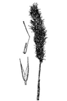 <i>Agrostis inflata</i> Scribn.