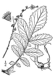 <i>Agrimonia bicknellii</i> (Kearney) Rydb.