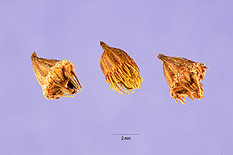 <i>Agrimonia bicknellii</i> (Kearney) Rydb.
