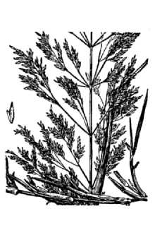<i>Agrostis gigantea</i> Roth var. dispar (Michx.) Philipson