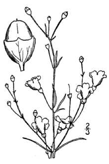 <i>Agalinis parvifolia</i> (Benth.) Small ex Britton